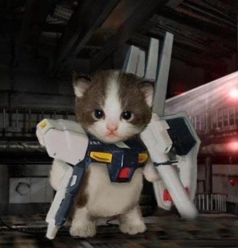 Transformer-Cat