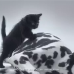 gato-cancer-piel