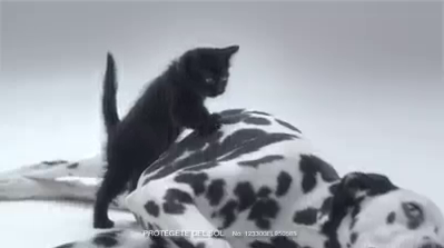 gato-cancer-piel