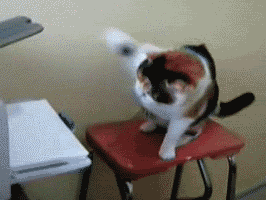 gato-contra-impresora