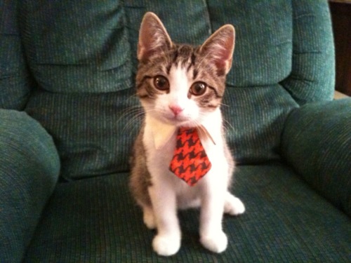 gato-corbata