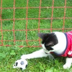 gato-futbol