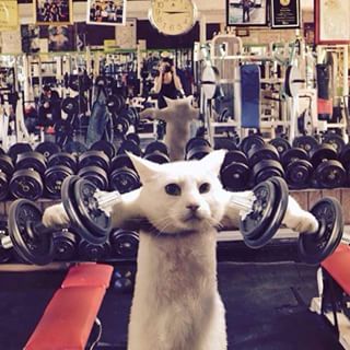gato-gym