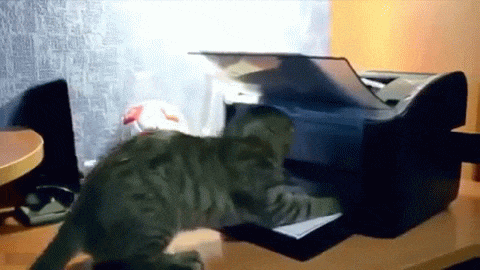 gato-impresora-