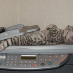 gato-impresora
