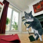gato-limpiando
