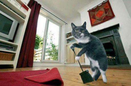 gato-limpiando