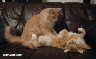 gato-masaje-