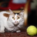 gato-pelota-tenis