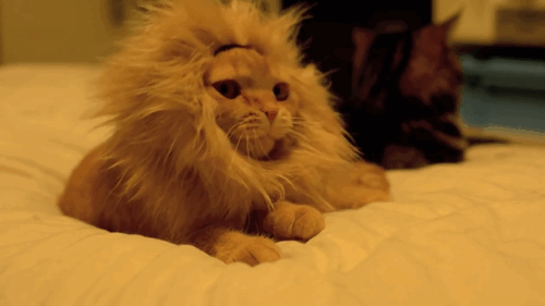 gato-rey-leon-rugiendo