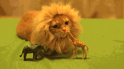 gato-rey-leon