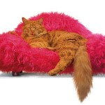 gato-sofa