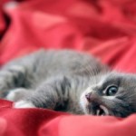 gato-tumbado-