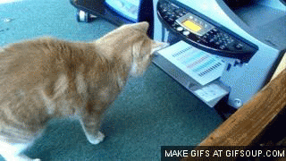 gato-versus-impresora