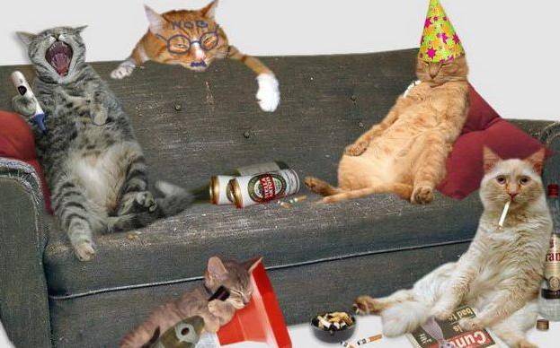 gatos-fiesta