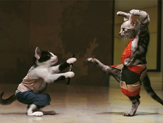 gatos-pelean-juegan