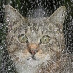 gato-lluvia-portada