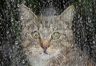 gato-lluvia-portada